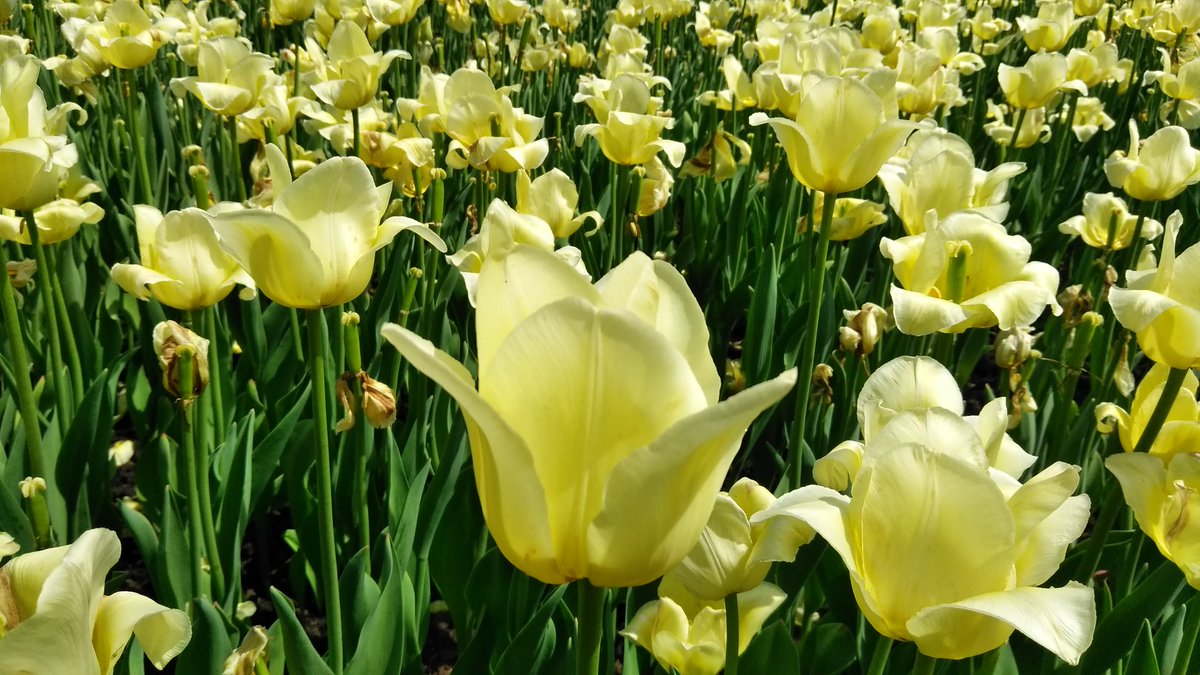 1MillionTulips's tweet photo. One Million Tulips. Canadian Tulip Festival May 2018. Until May 2019. #OneMillionTulips @CdnTulipfest_FR @CdnTulipfest #Ottawa #WorldOfFriendship #Tulips #FollowFriday @TulipCrush @johnkowalski1 @whereiwalkphoto @ShoppingAnd @montreall @sexysexystyle @Tulip_Facts https://t.co/gVNUGmxSZv