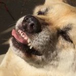 金魚をマッチョにしようと水槽にプロテインを入れた野球選手現る 水草生える 東大の研究者魂を感じる Togetter