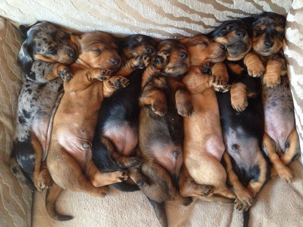 parcelpet's tweet photo. Ok, here's 1 for you Twitter... What is the collective noun for dachshunds? 🤔🌭 https://t.co/eXfy57s5Lc