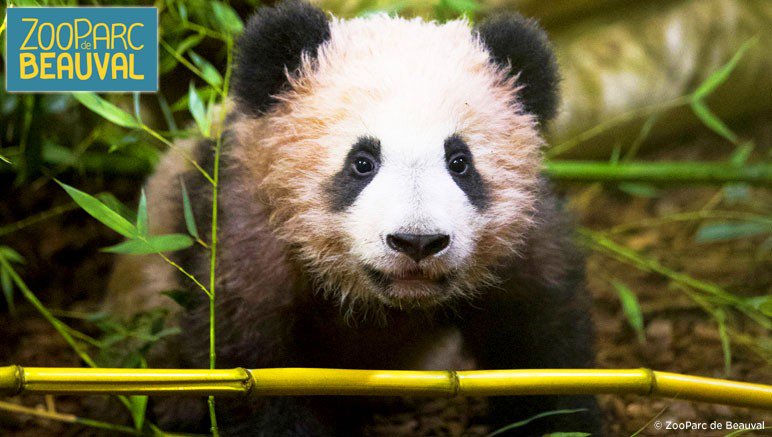 La Curiosité RTL tweet media