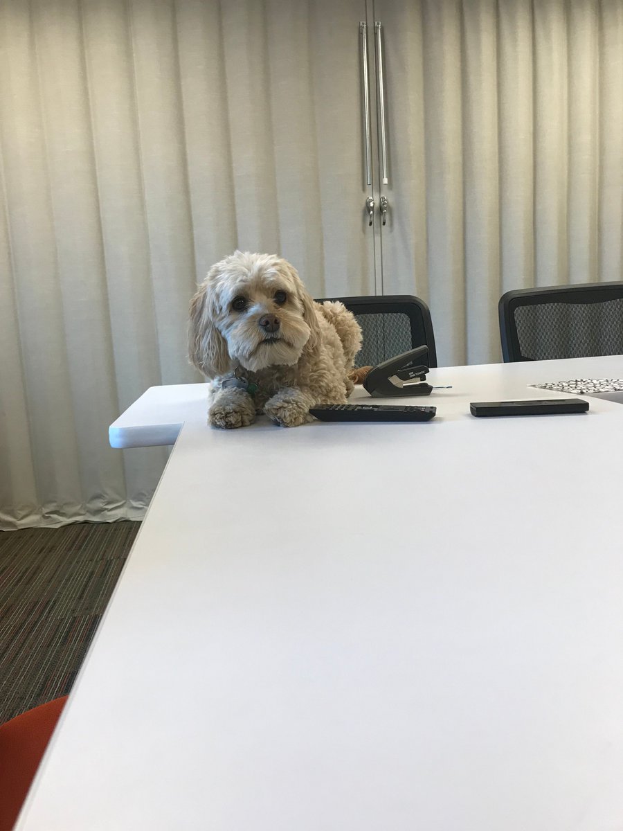 GreenSparkNRG's tweet photo. Make yourself at home, Shandy! #officevibes #dogsofGreenSpark #greensparkenergy #bringyourdogtowork https://t.co/YV9L4ED0Dz