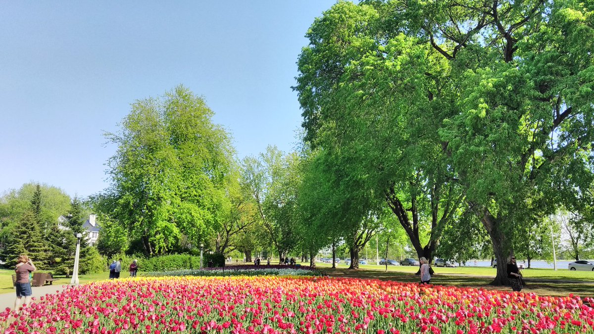 1MillionTulips's tweet photo. One Million Tulips. Canadian Tulip Festival May 2018. Until May 2019 #OneMillionTulips #RABIN #RabinPhotography #WorldOfFlowers #Ottawa #WorldOfFriendship #Canada #TravelCanada #TulipFestival @pretty_holland #HollandBulbs #TulipBulbs #FollowFriday https://t.co/d3QWzhuR8D