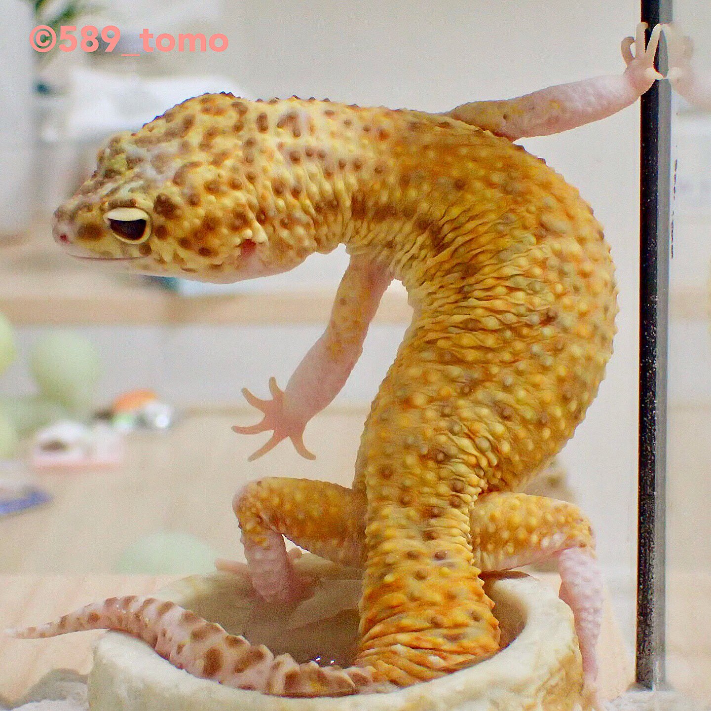 Kohaku 壁にはりつく琥珀さん Leopardgecko ヒョウモントカゲモドキ レオパードゲッコー 爬虫類 かわいい いやし