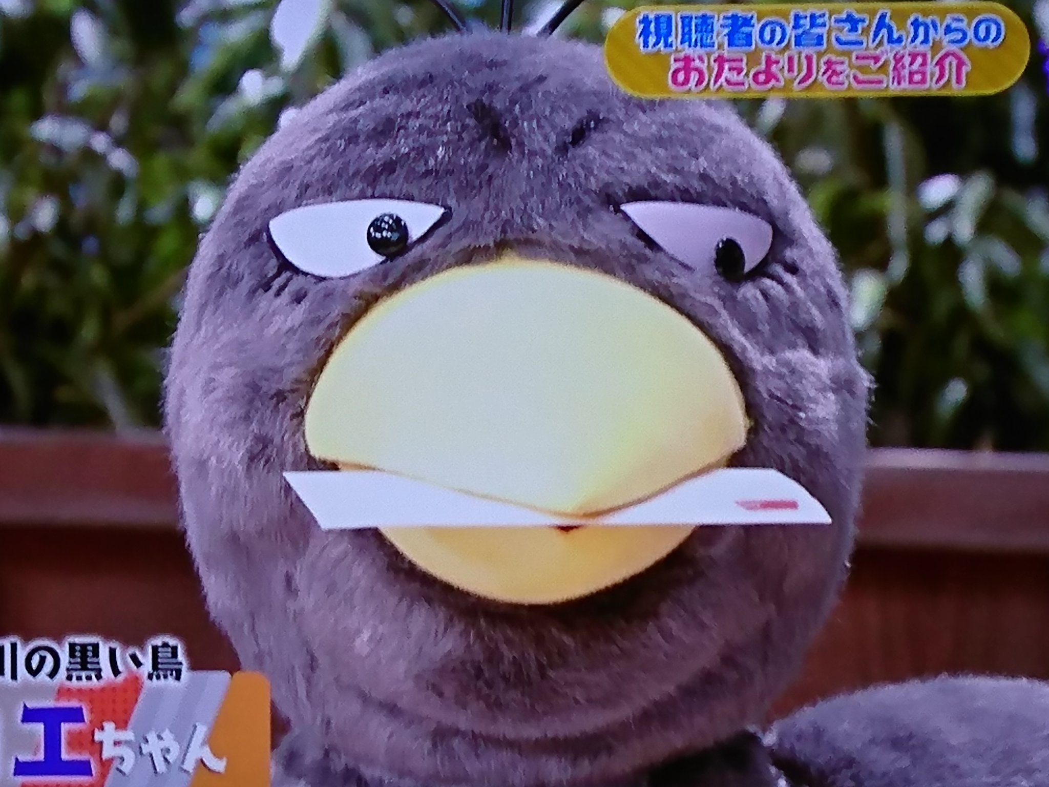 最も選択された キョエちゃん 壁紙 キョエちゃん 壁紙 スマホ 最も選択された キョエちゃん 壁紙 キョエちゃん 壁紙 スマホ