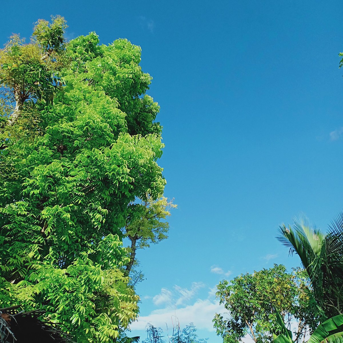 iambagre29's tweet photo. Nothing beats the combination of colors green and blue.#welovesancarlosph #welovecitiescompetition https://t.co/0B8aoAuAC3