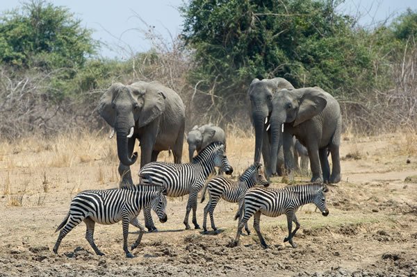 Good luck to Lion Camp officially re-opening this week! <a href="/lioncamp/">Lion Camp Sightings</a>