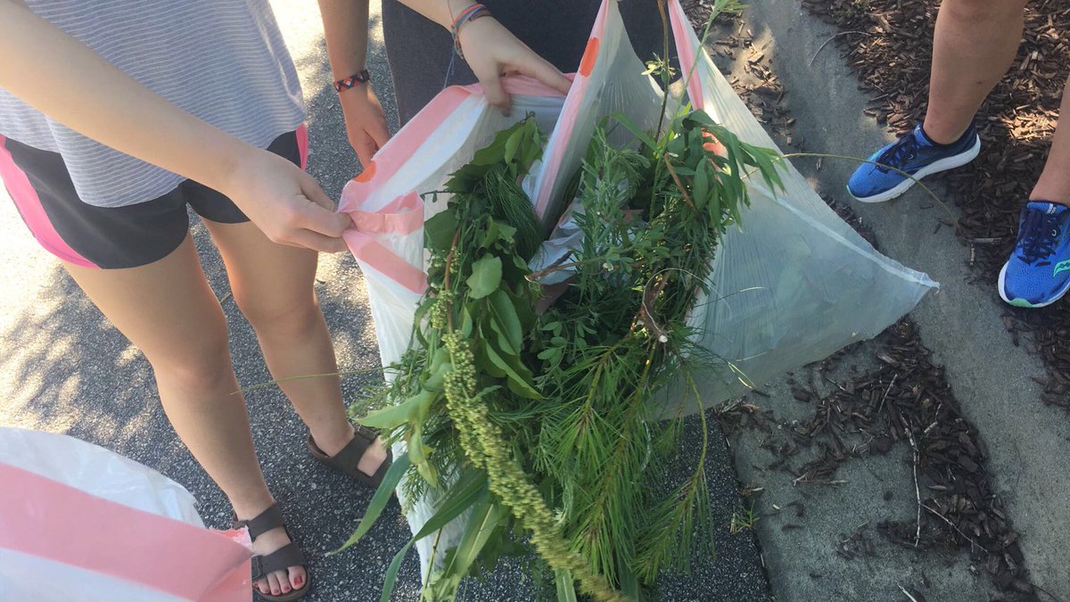 oceancleanupHHS's tweet photo. Worked with our group yesterday for 3 hours to clean up trash and remove invasive species in order to protect the native species and promote biodiversity!🌻🌷🌿 @mrskaranorris https://t.co/H01pjtxvVF