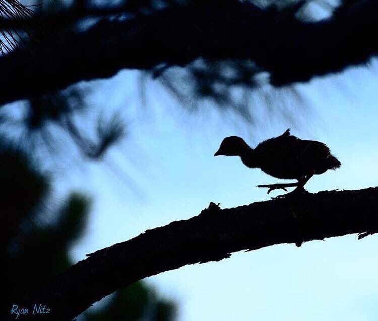 Little guy already found the roost! See ya in a couple of years!
• • •
#southernfowler #turkey #babyturkey #lifestyleapparel #southern #turkeyhunting #birdphotography #instagood #picoftheday #waterfowllifestyle