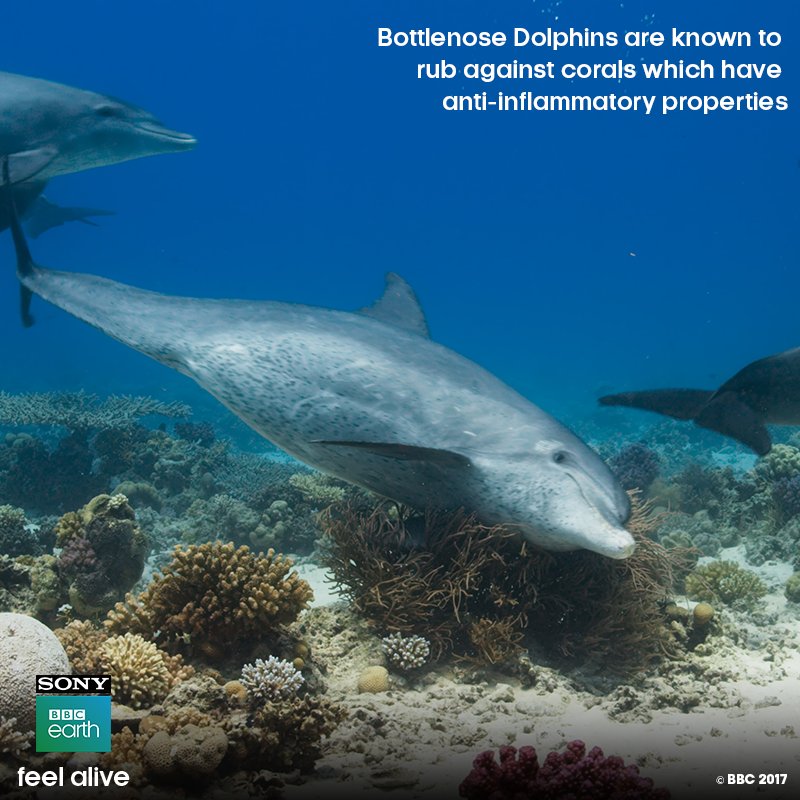 SonyBBCEarth's tweet photo. In Egypt’s Red Sea, a group of Bottlenose Dolphins head to one particular bush-like coral called gorgonian and rub themselves against it.
Learn more about life under the ocean with #BluePlanet2AtPVR
Book your tickets today! - https://t.co/YZHnbcjdXN https://t.co/FaUpNdVDQ6