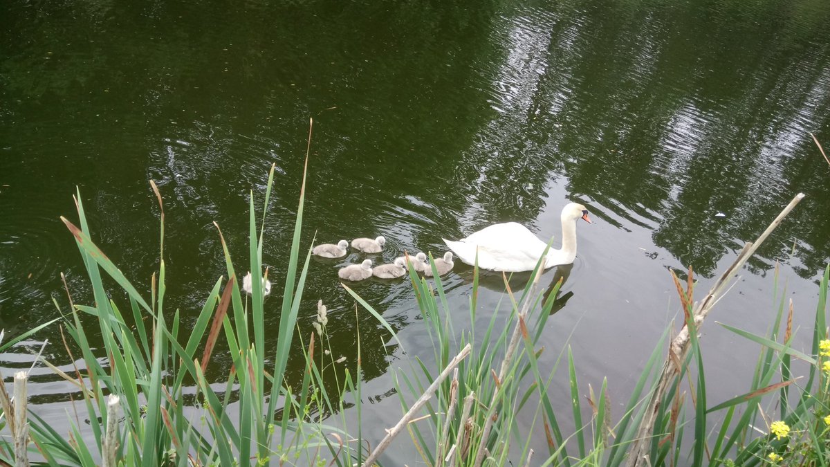 PascaleExeter's tweet photo. On my #markingwalk, a lovely family encounter https://t.co/GHAqPTM71D