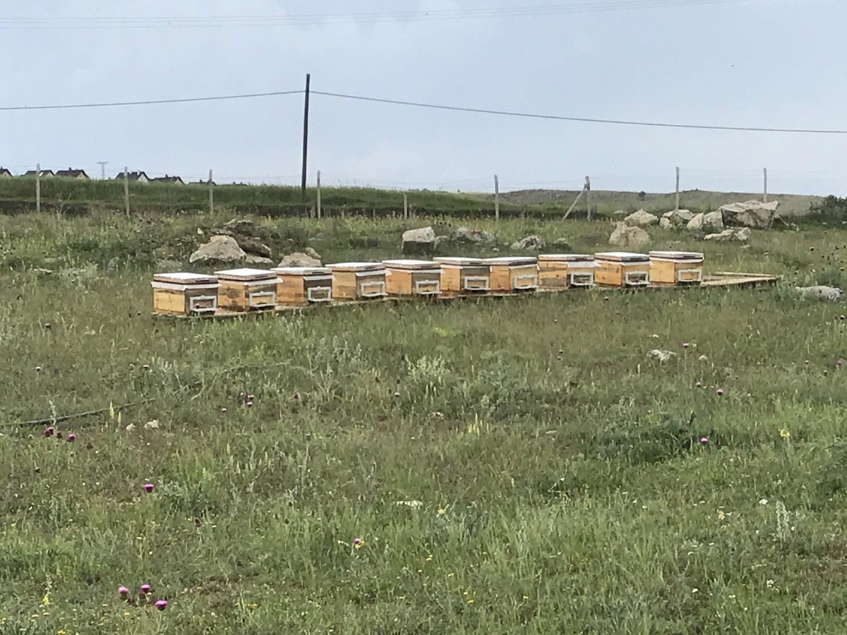 Sahte ballardan bıktık , sonunda Lösev olarak arıcılığa da başladık . Temiz , atıksız bölgelerde , arılarımız lösemili çocuklarımız için bal üretmeye başlıyorlar .Yaşasın Lösemili Çocuklarımız 😍