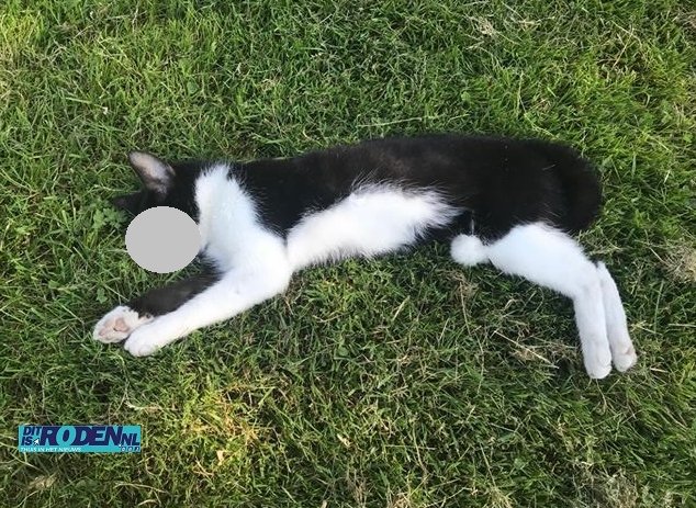 Groningen #Zevenhuizen Molenweg, kat gevonden, overleden, aangereden op 24/5/18, ZWART/WIT ditisroden.nl/pages/meer2.ph…, voor meer info bellen met de gemeente Leek
