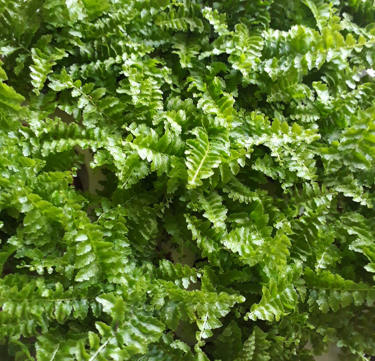 shrubbiesplants's tweet photo. Lots of lovely plants getting potted up for this weekend's Makers Markets in West Didsbury and Chester @_makersmarket @CarriageShed 😎🌿 https://t.co/msNelu4h5I