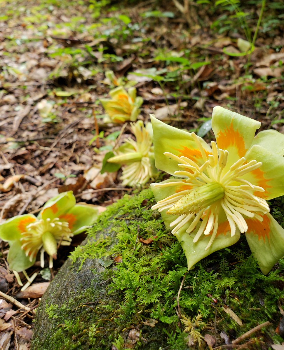 GreatSmokyNPS's tweet image. Wander through the park and you can see the fallen flowers of Tulip Trees covering the ground. As the state tree of Tennessee, they have a deep local history as they often were used to build cabins throughout the 1800’s in this area. Photo by Jessie Snow