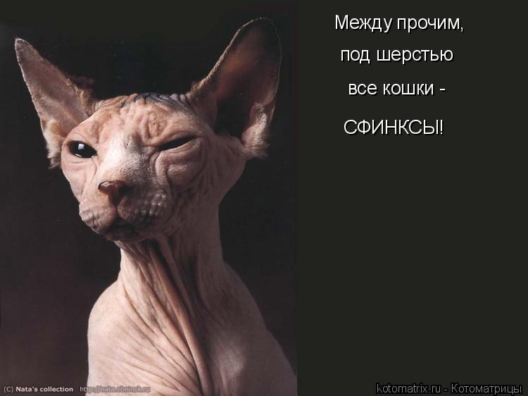 Картинки и приколы с лысыми кошками, любимому