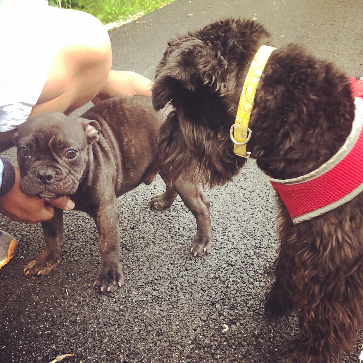 Teller_Hill's tweet photo. We met our new neighbor on our morning walk! Everyone say hi to Baloo!! #puppydays #playtime #frenchielove #dogslife #FridayFeeling #BecauseDogsRule https://t.co/DSlXZfS0k8