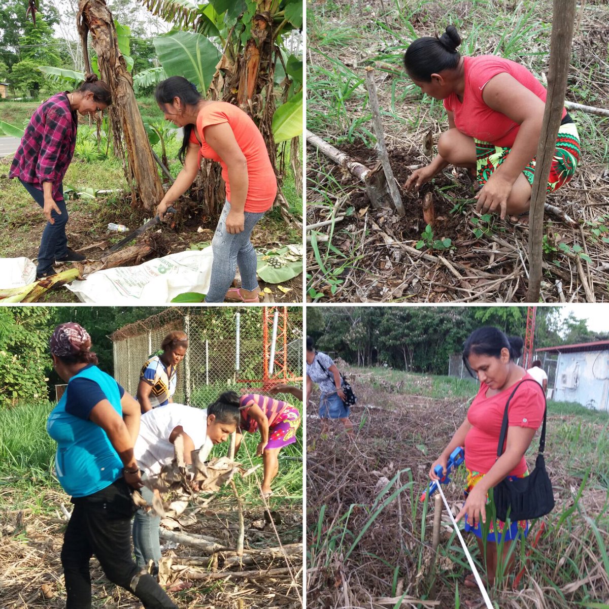 sriveravalencia's tweet image. Estamos también Darien, nuestro centro en Arimae, curso cultivo de plátanos @InadehOficial #unmejorinadeh
