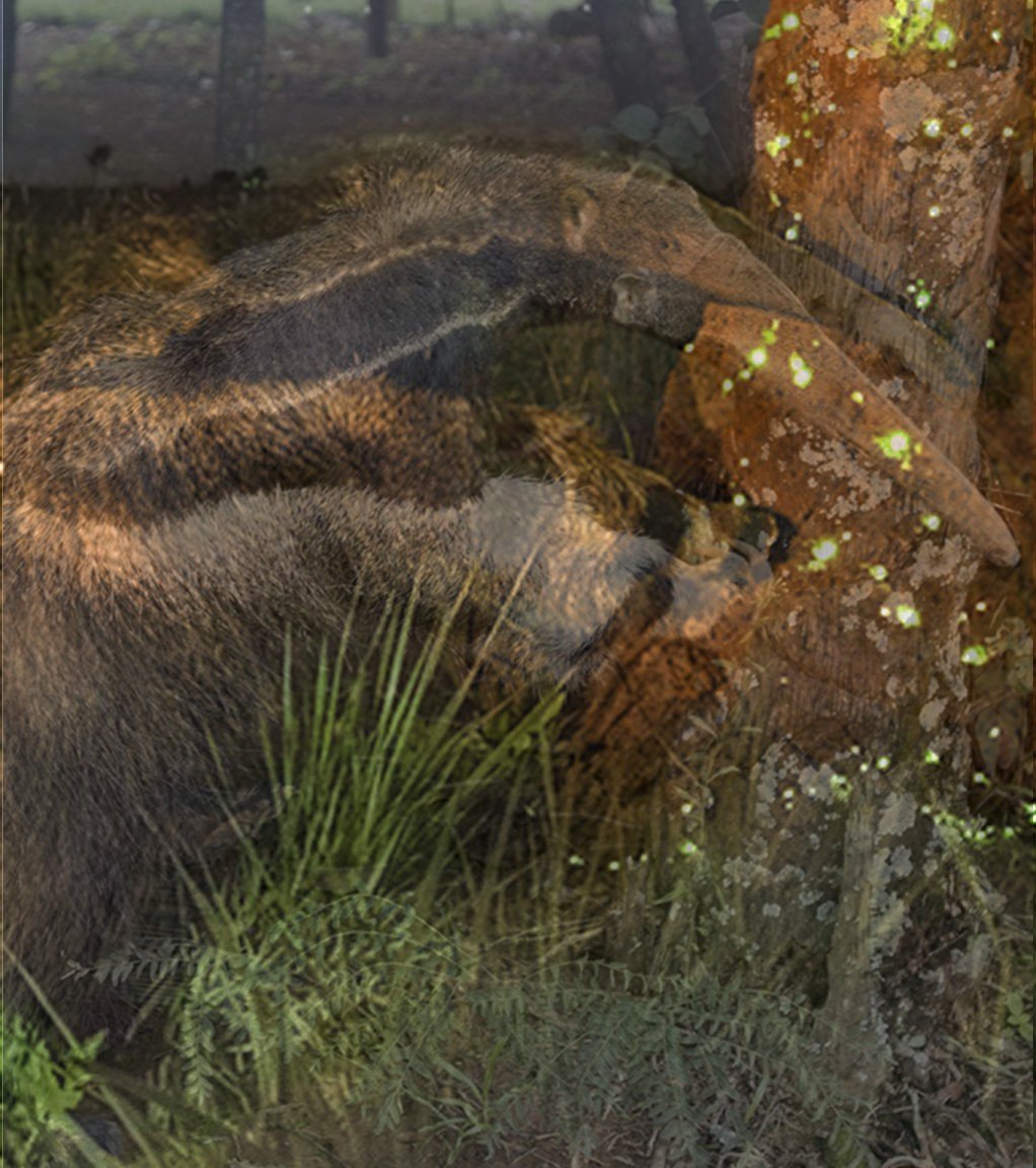 JamesHuntPhoto's tweet photo. @AP_Magazine Having a background in species and specimen identification, I absolutely do not think this was the same animal as the taxidermied one. https://t.co/eZKzlKvIf4
