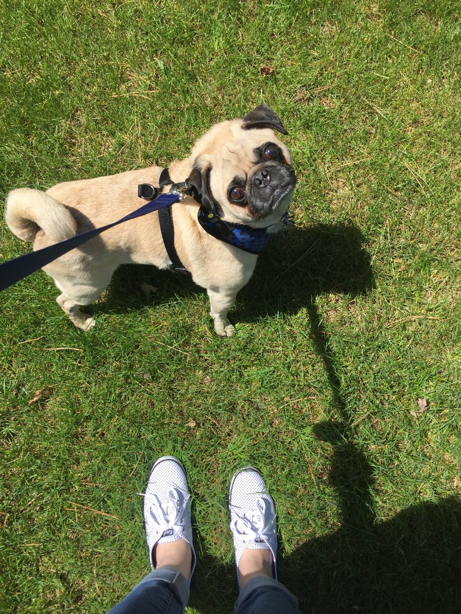 DHS_Group's tweet photo. Hoping you and your friends get in a few extra steps today! Have a safe and happy #MemorialDay holiday. #DogsOfDHSGroup #DHSGetMoving https://t.co/YdcWip0HPH