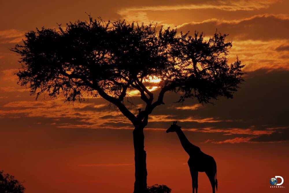 El 25 de mayo es el Día de África, una fecha que conmemora la fundación de la Organización para la Unidad Africana (OUA).