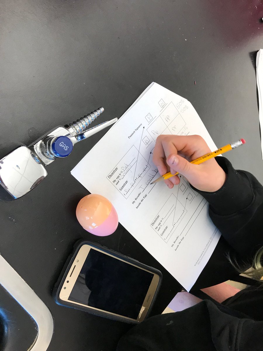 LMSWolfpack's tweet photo. Plastic egg genetics! LMS 7th grade science learns about genetics. #handsonfun https://t.co/1wp7aMMx48