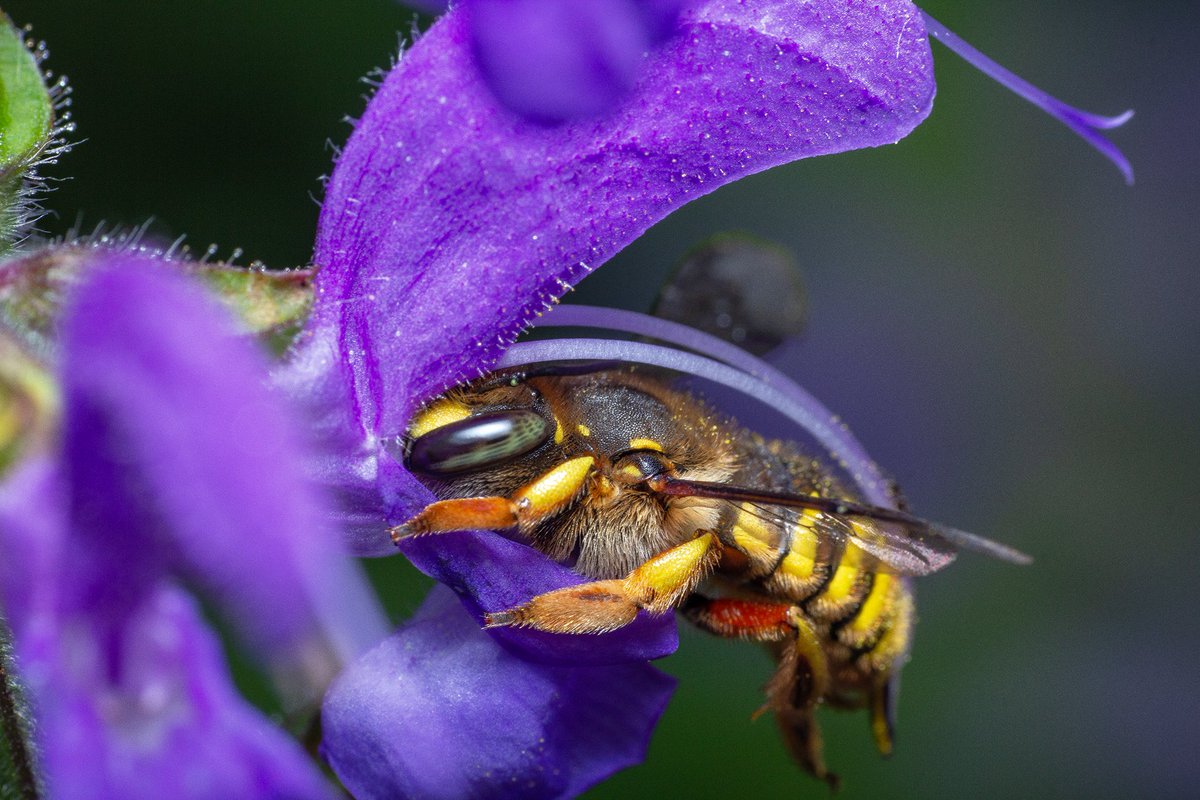 Yeeeees, I made it :D Today I could photograph a Wool carder bee for the first time in my life! I'm so fascinated by its beautiful eyes ... *-*
#Wildbiene #nativebee #pollinators #beefaves #gardening 
@BeeSafeGarrido @WildBeeGardens @Natur_in_NRW @BFGardenPlants @