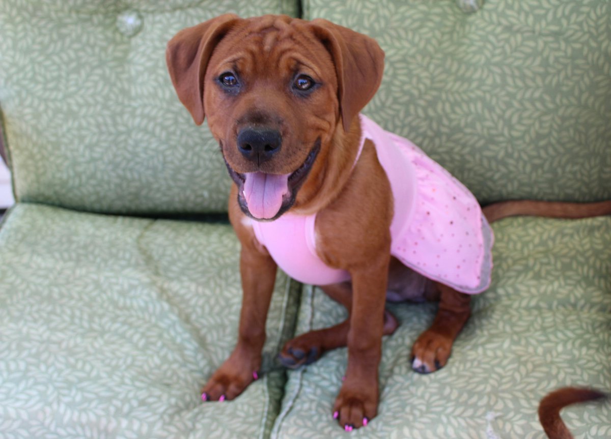 Hollywood19Miss's tweet image. Angel. ❤😚 #RescuePup #PaintedNails #HappyPup #dogsoftwitter