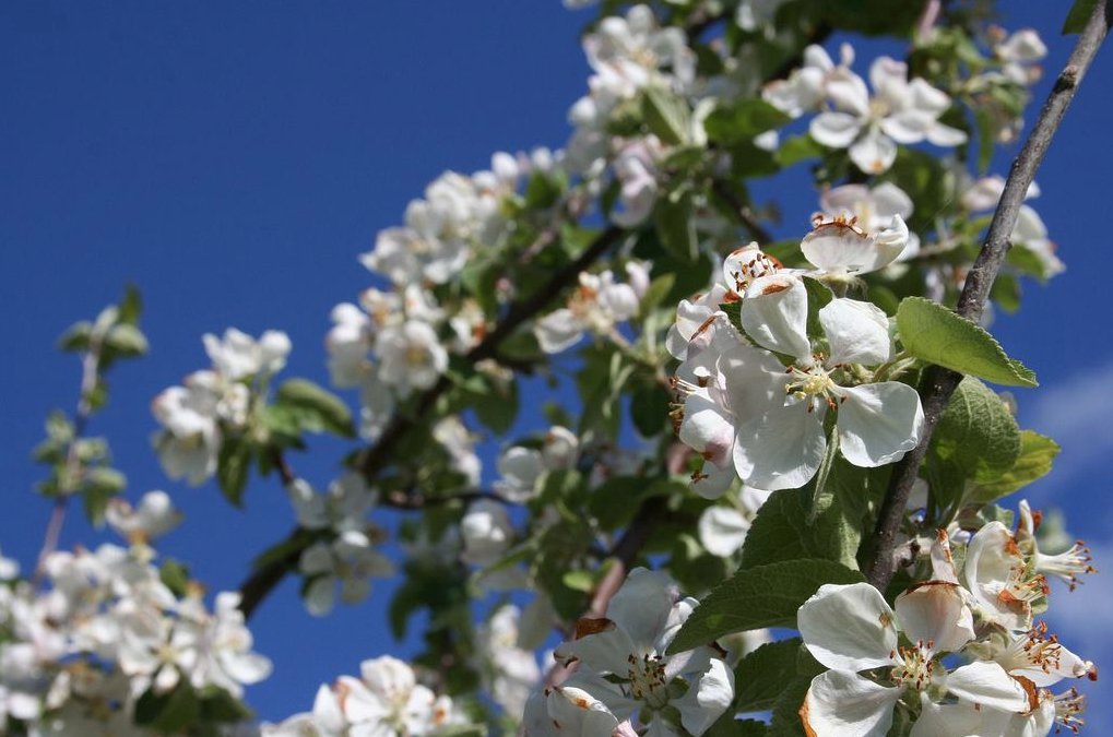 The warm weather is coming and the apple trees are blossoming. You know what that means...it's time for the Annapolis Valley #AppleBlossomFestival! <a href="/AVABF/">AppleBlossomFestival</a>

Check out all the events happening this weekend here: bit.ly/2J41Yhh