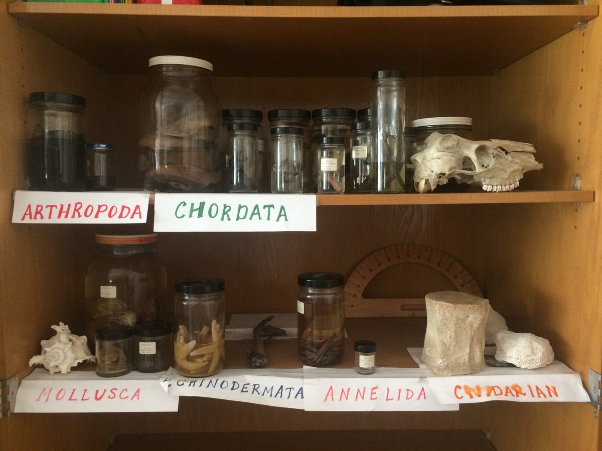 WhalenScience's tweet photo. Join my "Jump into Anatomy!" Summer Camp: June 4-8, 9:30–11:30 OR 12:30–2:30 Grades 3-5 and 6-8 @KilbourneMiddle @WoHillsHawkeyes @BluffsviewElem @BrooksideBcats1 @McCordMiddle @phxms @ColHillsElem @GranbyGators @LibertyLeopard @SlateHillStars REGISTER: https://t.co/DWujuN19FC https://t.co/fsyzZVasmS