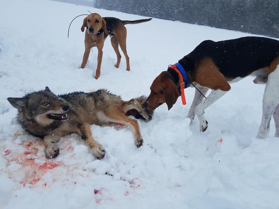 PKaszycki's tweet image. They don&apos;t even have the decency to shoot the poor animal straight away....No...they take photos of it being attacked by their dogs....And they tell us it&apos;s all about ethics and that we don&apos;t understand.... 😡🤦‍♂️

#ExposeTrophyHunting
#XposeTrophyHunt