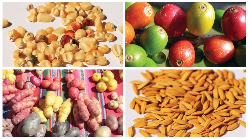 BiovIntCIAT_eng's tweet photo. Our Director General @AnnTutwiler blogs about how @BioversityInt's scientists and partners are disrupting agricultural and tree #biodiversity science: https://t.co/Bxmdua2Aee https://t.co/3XSnbcblMc