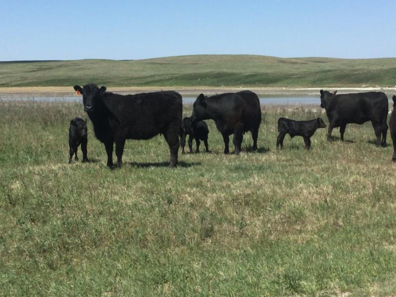 Dryland Cattle On Twitter All Classes Of Feeder Cattle Steady To