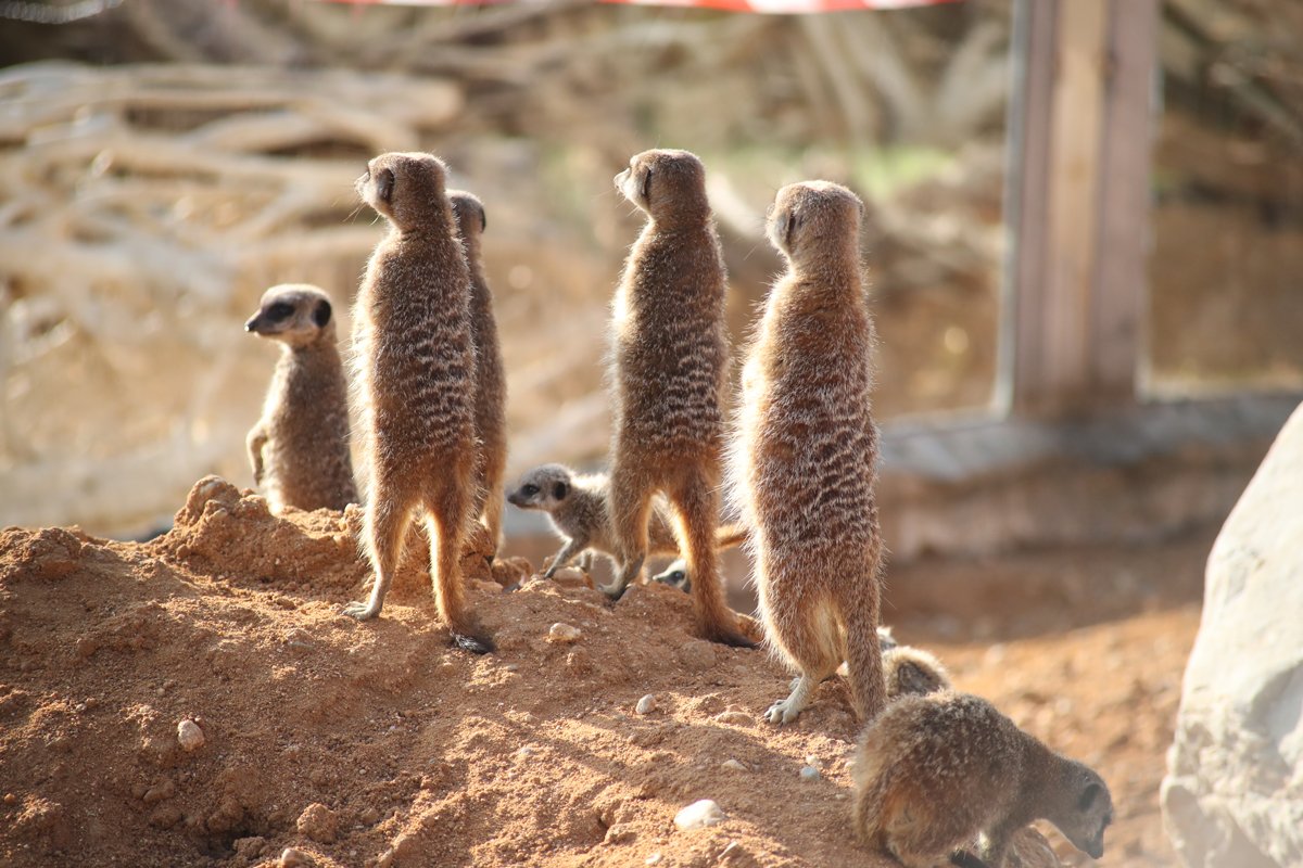 Suricates Hashtag On Twitter
