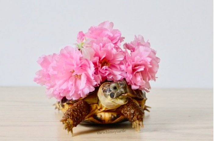 Turtles! (@turtlecentral) on Twitter photo 