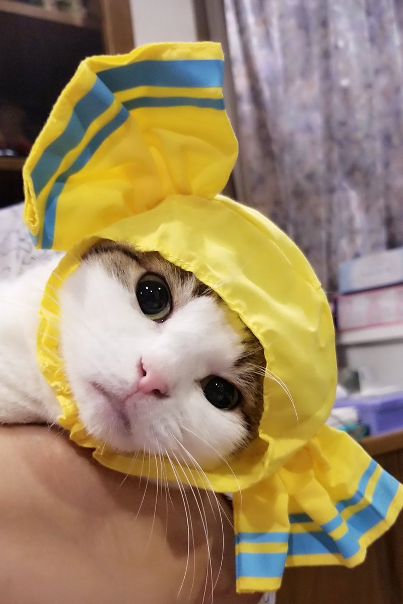 苺キャンディ♡猫ちゃん