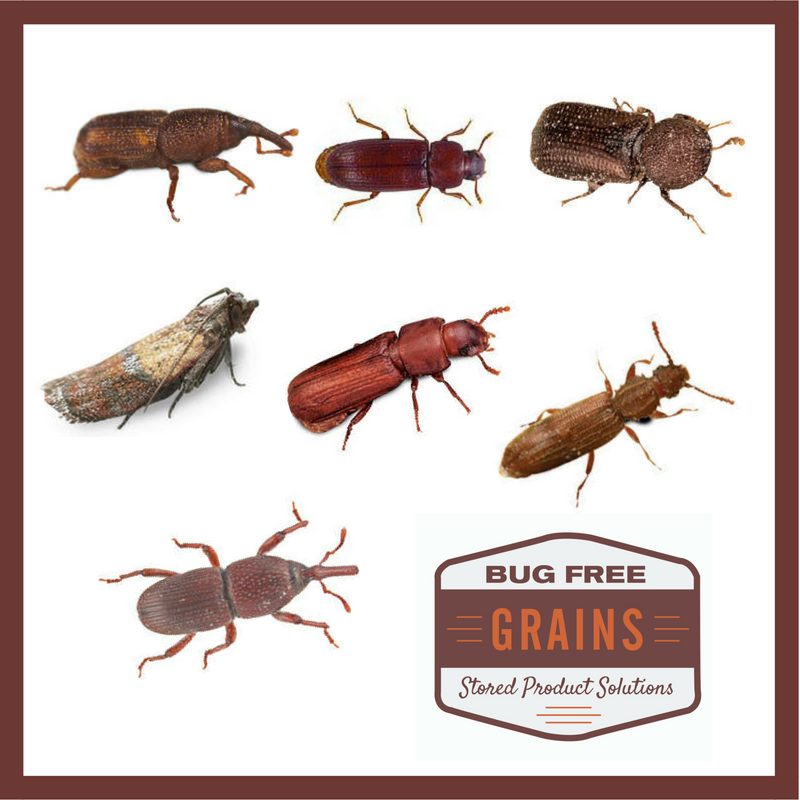bugfreegrains's tweet photo. How well do you know the enemy? Check out our #Insect ID App and test your knowledge: https://t.co/TI9BdxJPIZ #GrainBugs #BugFree #Grains https://t.co/pIQrV6KDz4