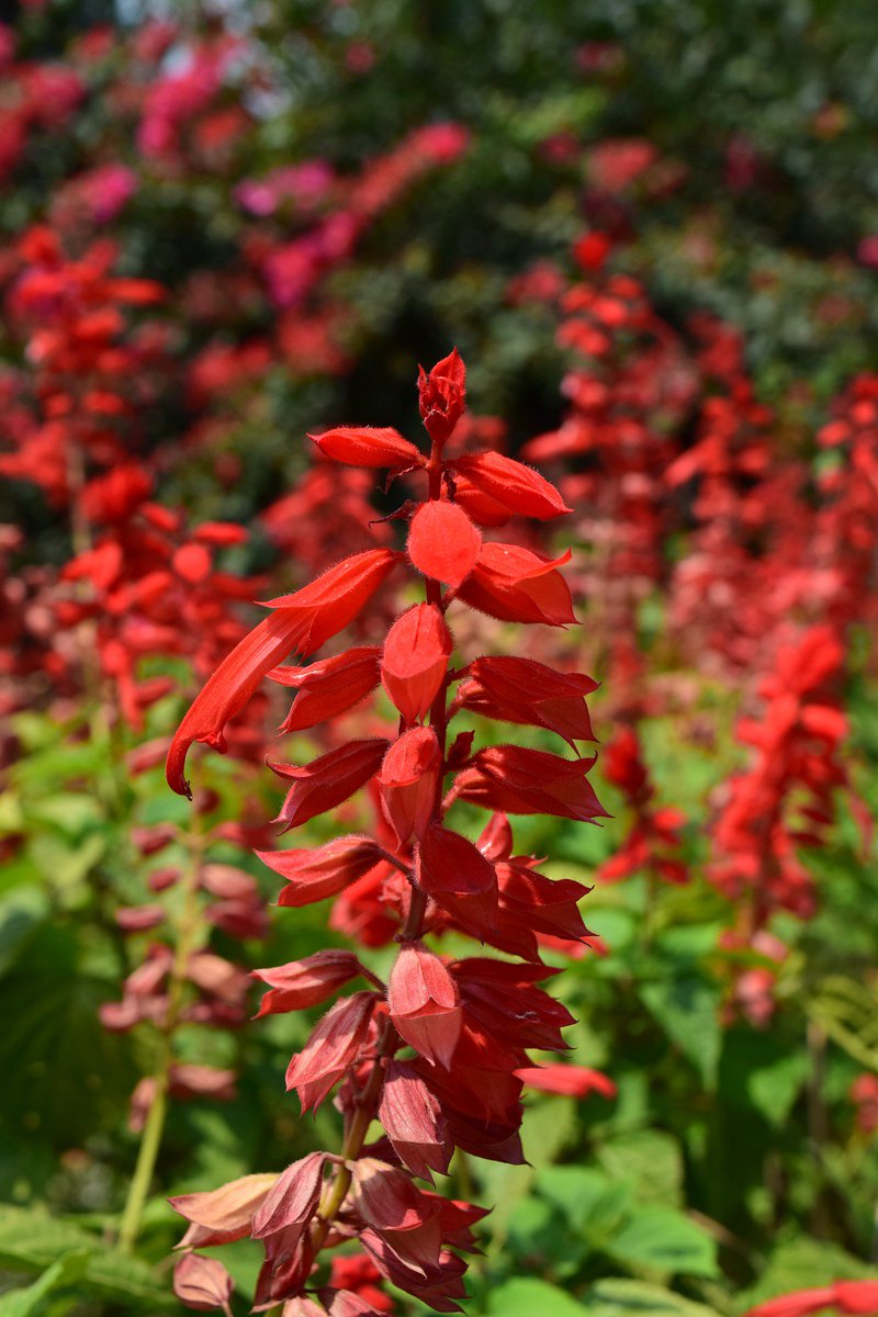 Drawing some more #inspiration from the #RHSChelseaFlowerShow today:

The Red Salvia, our #flower for the #weekend and one of the top flower contenders in the flower show!

Native to Brazil, this stunning perennial prefers a sunny spot.

#garden #nature #naturephotography