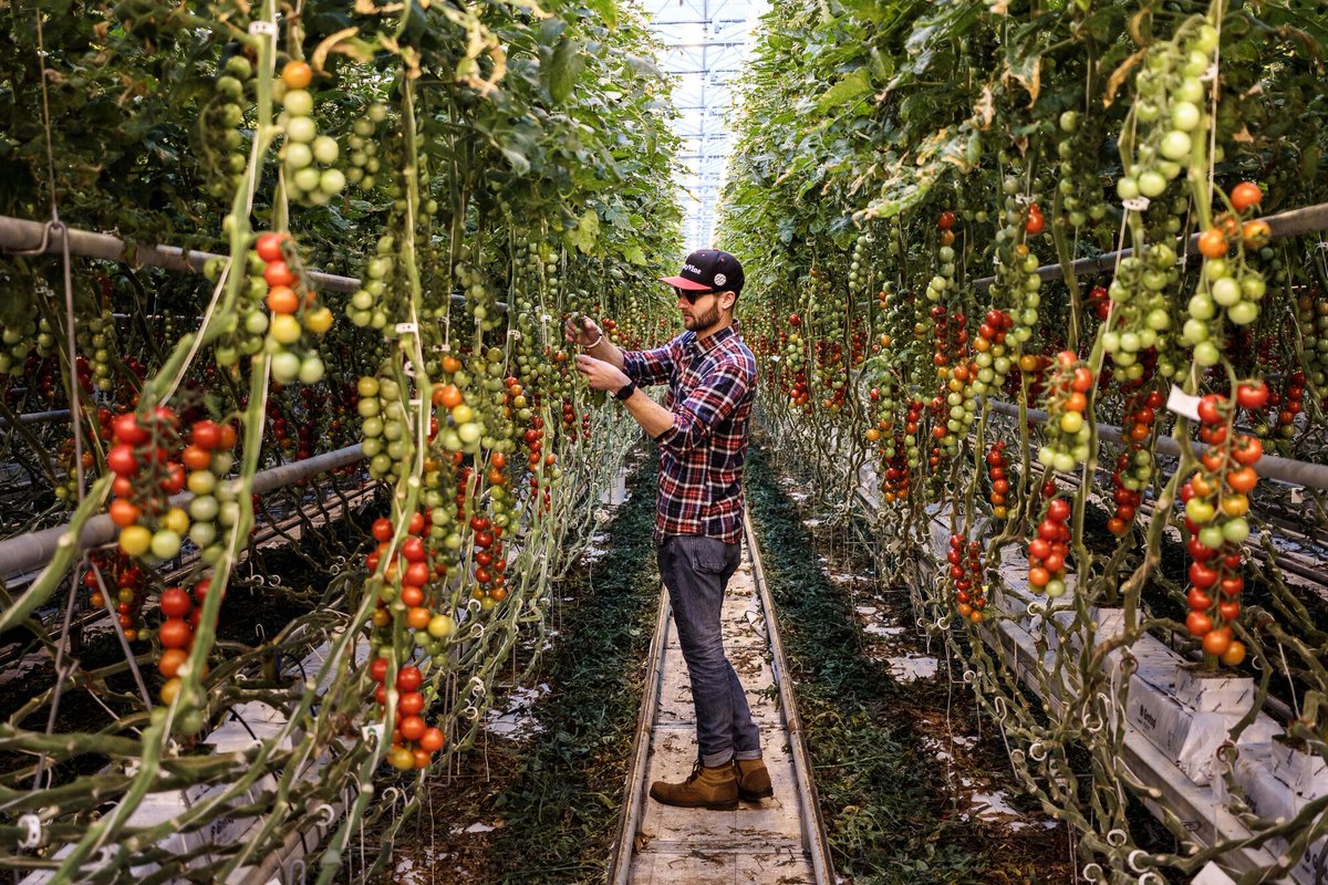 MightyVine's tweet photo. Once you try #MightyVine, you’ll have a hard time going back. Our tomatoes are grown just hours from the market so they have time to fully ripen on the vine for maximum flavor. Learn more: https://t.co/7GcaOcqWtv https://t.co/aGeT2yjAbF