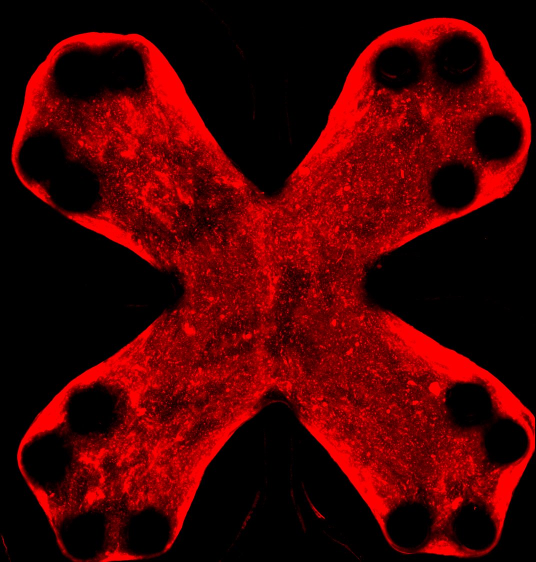 UBengineering's tweet photo. Lung-on-a-chip developed by #UBuffalo engineers simulates pulmonary fibrosis, 
could reduce time &amp; cost to develop medicine for the deadly lung disease: https://t.co/5GUfd2NQNm https://t.co/tDExciIjgw