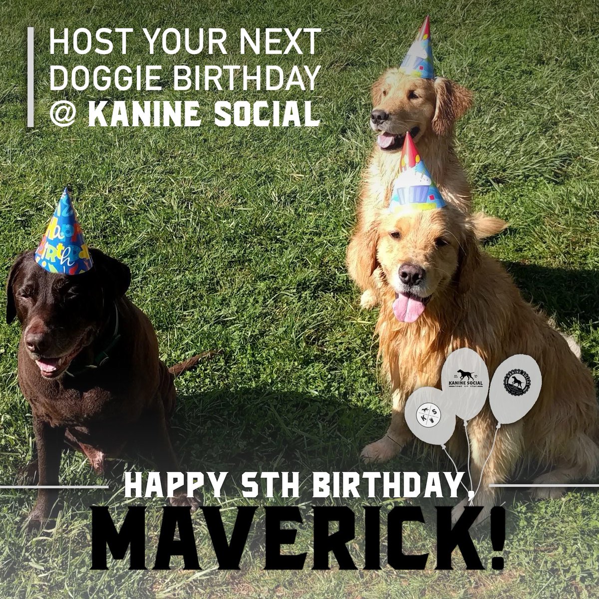 Be like Maverick! Host your next doggie birthday at #KanineSocial! Happy Birthday, Maverick! 🐕☕️🍻🎉🎈