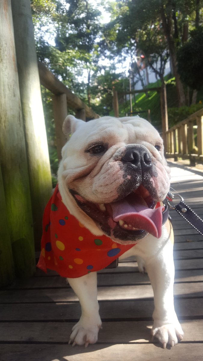 luisitortiz's tweet photo. #DíasDePerros https://t.co/ysHw8GYmlz