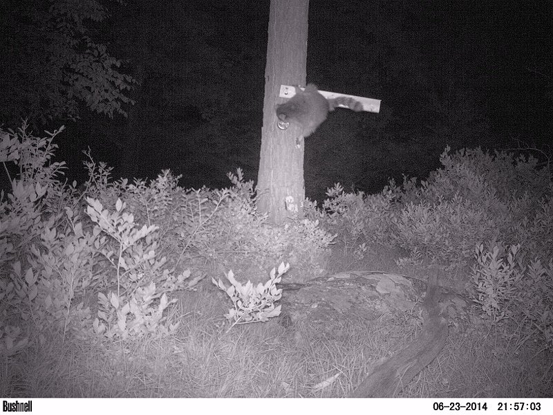 Canid_Camera's tweet photo. Did you know #raccoons are excellent climbers and can rotate their back feet 180 degrees to climb down trees?
They are also great fun to watch. We need your help to ID these and playful #Critters on #CanidCamera https://t.co/PVHVUwh56n
#citizsenscience #wildlife #hudsonvalley https://t.co/ZCj0o4IYpI
