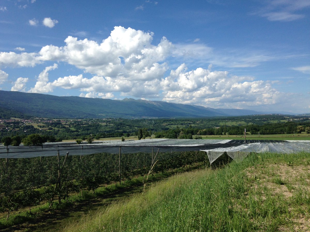 PaulinecrSAF's tweet photo. #kinactivinitial #biostimulation Gain calibre et poids sur #golden et #gala. @SumiAgroFrance #seipro #algues #acidesamines #pommier #HauteSavoie https://t.co/XvxfMpI7OI