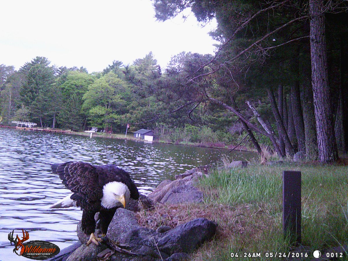 QEgert's tweet photo. The eagle appreciates the leftovers from last night’s fishing success.  Lots of great photos on my @WGInnovations trail cam. https://t.co/UyFvQEKSGj