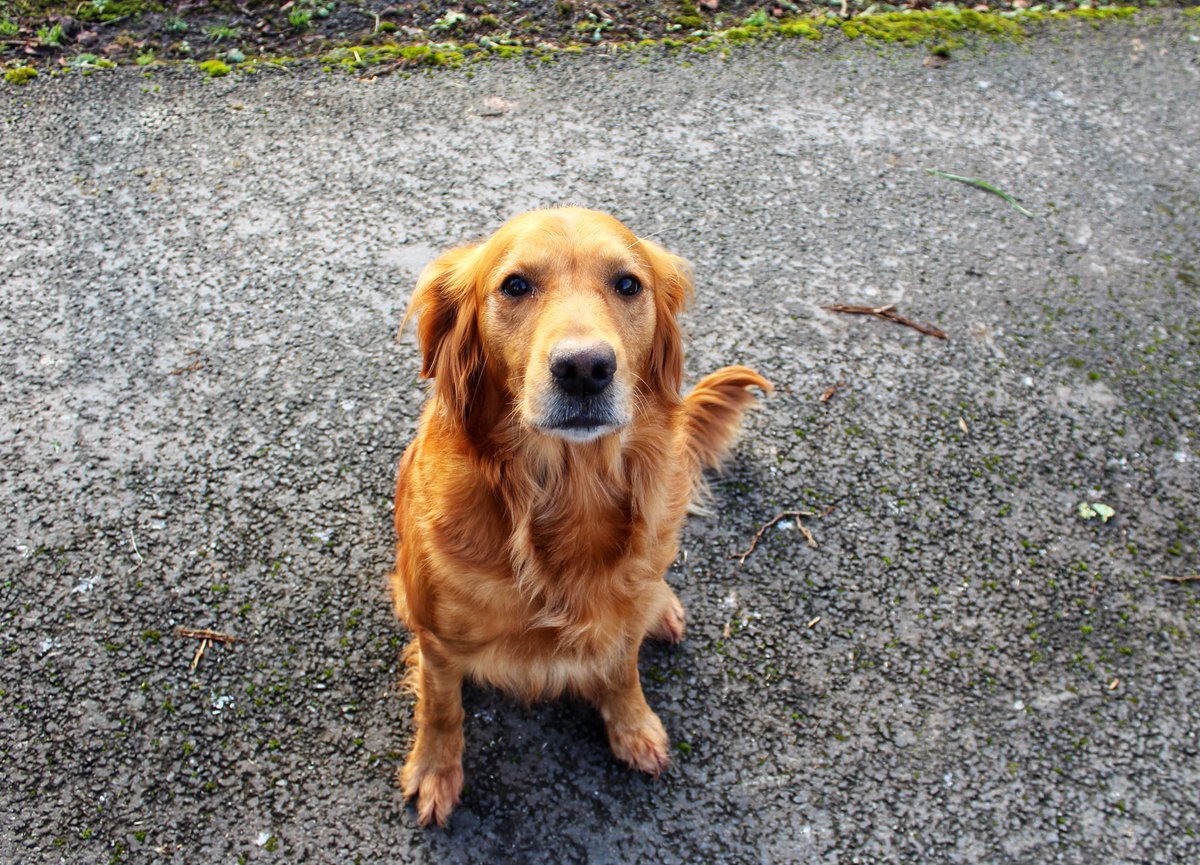 “Sometimes I sit when I’m told” 😎❤️Tess ❤️#goldenretriever #colletonestate 
.
.
.
.
 #puppylove #weeklyfluff #ilovemydog #doglovers #dogoftheday #love #doglover #doglife #styleblogger #streetphotographer #devon #explore_britain #friyay #uk_greatshots #dartmoornationalpark