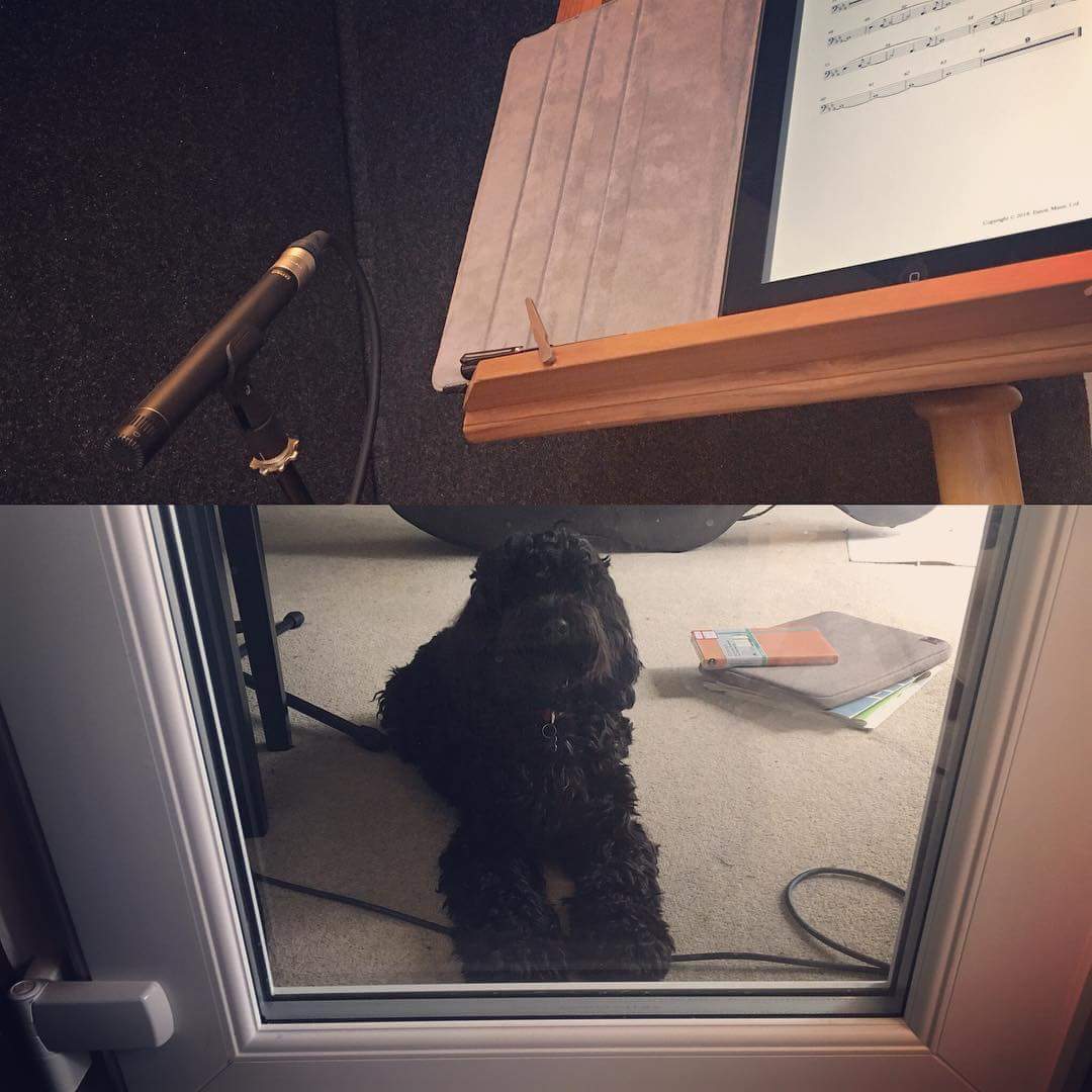 Leos_Strings's tweet image. All set for an afternoon recording cello in our studio! Studio dog not too happy about being left out... #remote #recording #sessionstrings