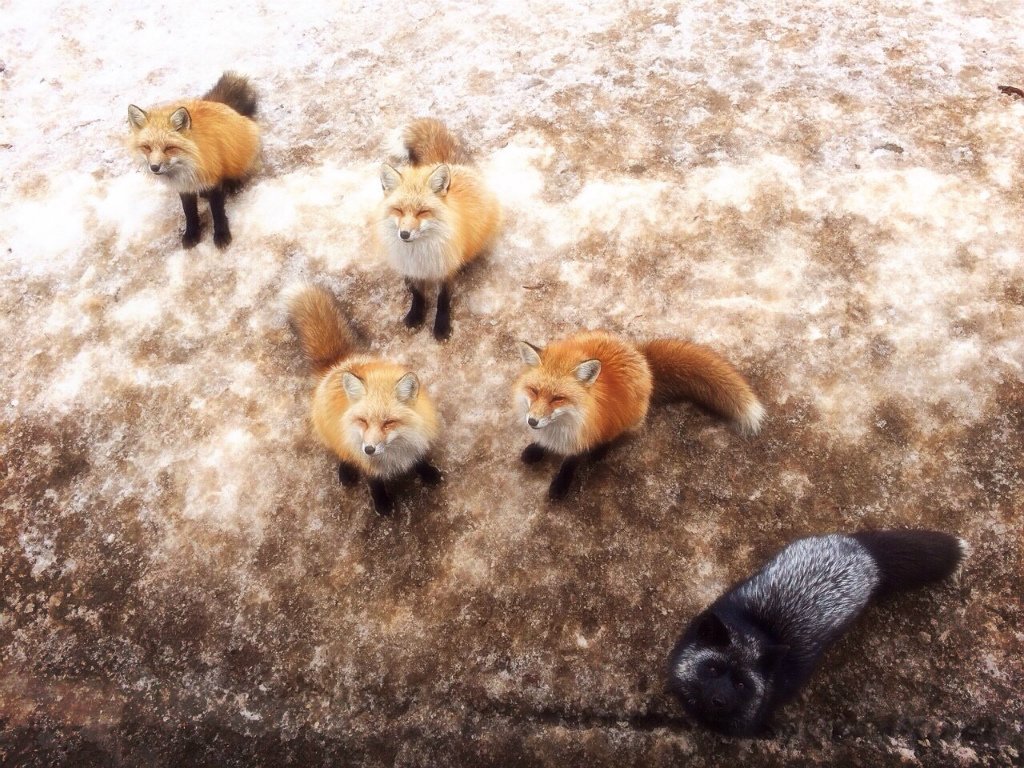 キツネ画像bot (@fox_mods) on Twitter photo 