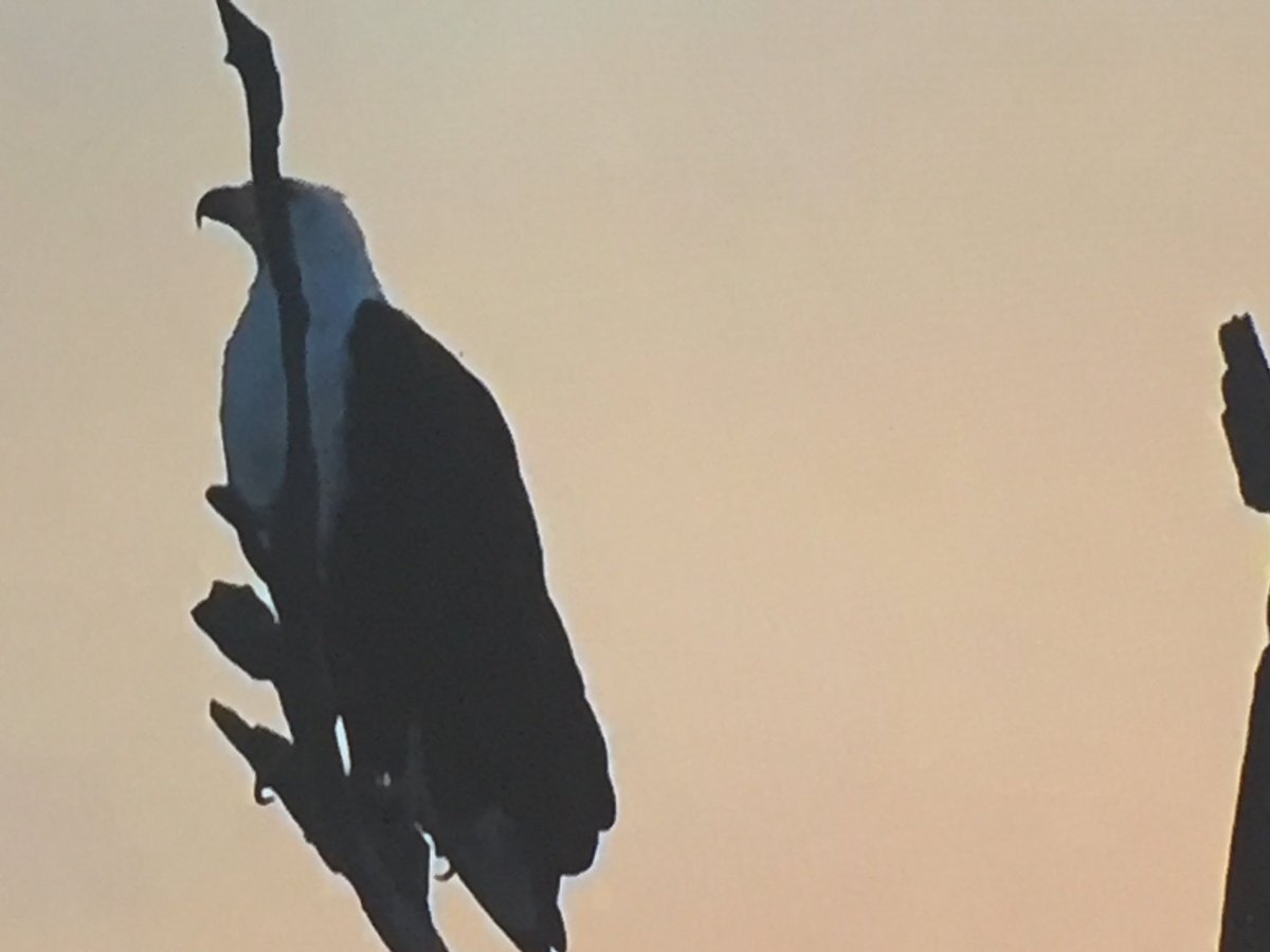 Beedub421's tweet image. Thank you Ferg of the safarilive team for the great fish eagle pictures.  #safarilive #multitaskmaster