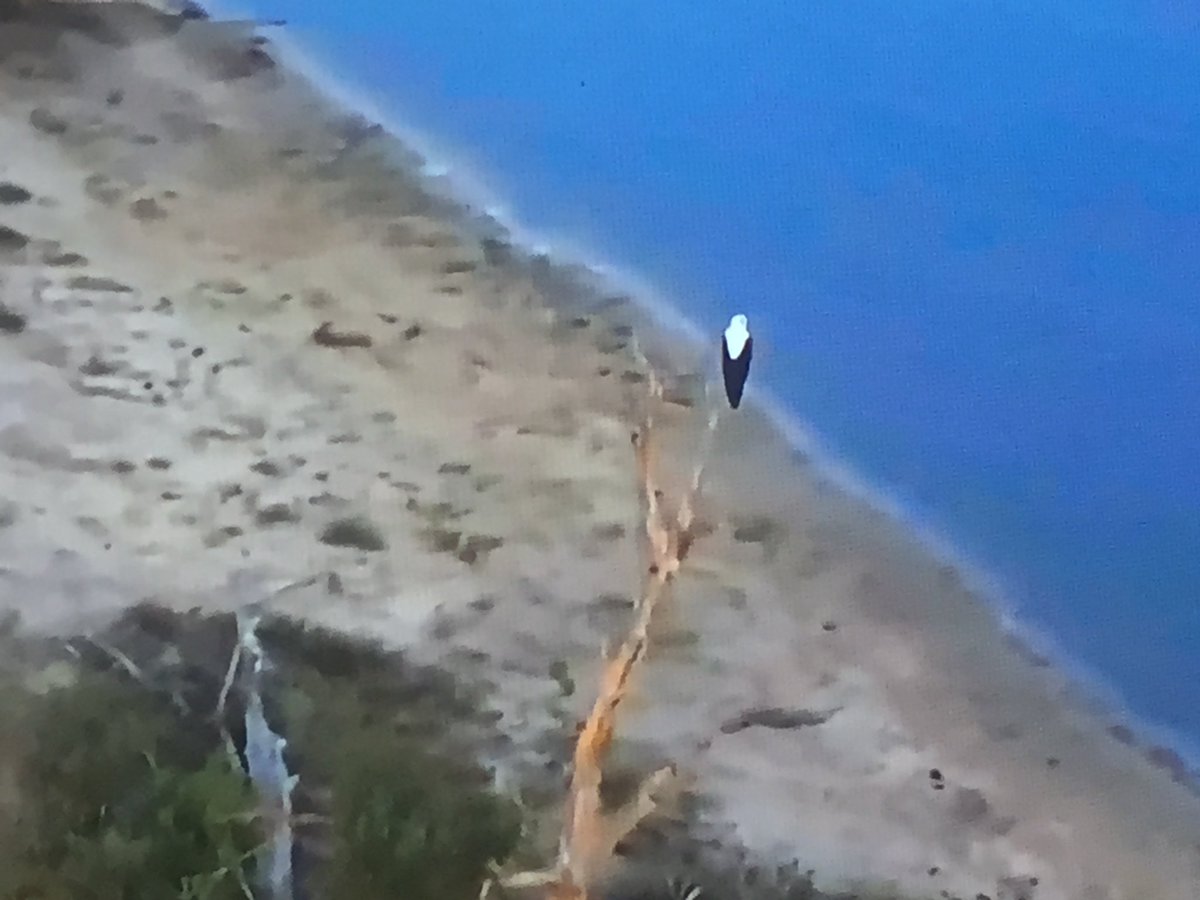 Beedub421's tweet image. Thank you Ferg of the safarilive team for the great fish eagle pictures.  #safarilive #multitaskmaster