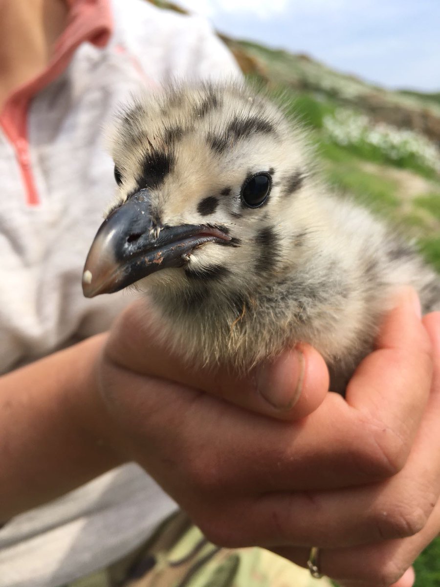 Tash Gillies tweet media